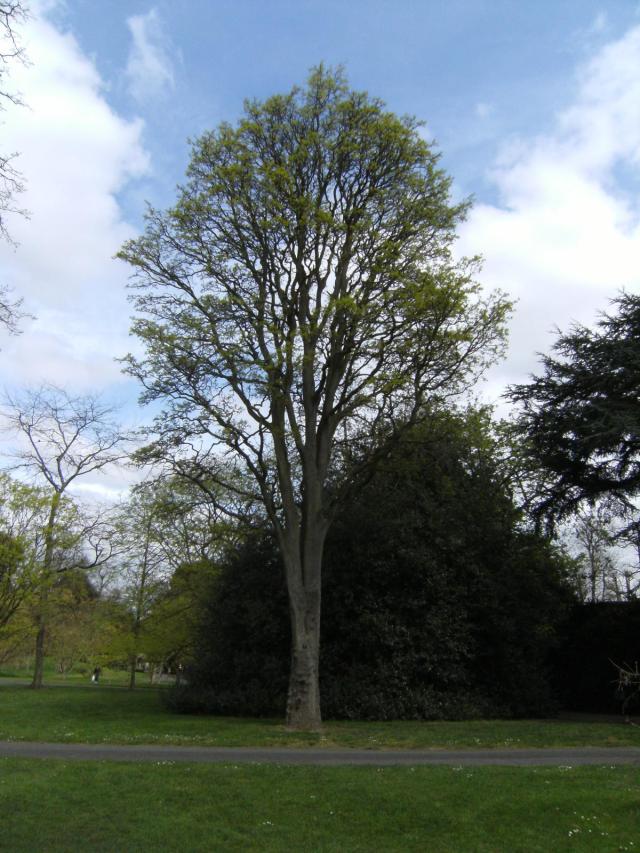 Honey locust (Gleditsia triacanthos), habit in April, Kew Gardens, London