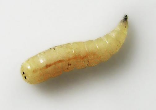 Housefly maggot