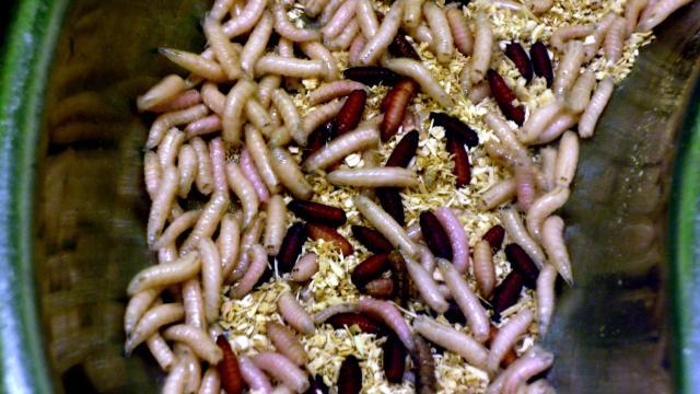 Housefly maggots