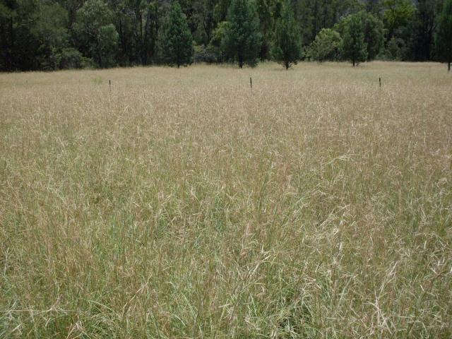 Common Thatching grass (Hyparrhenia hirta) stand