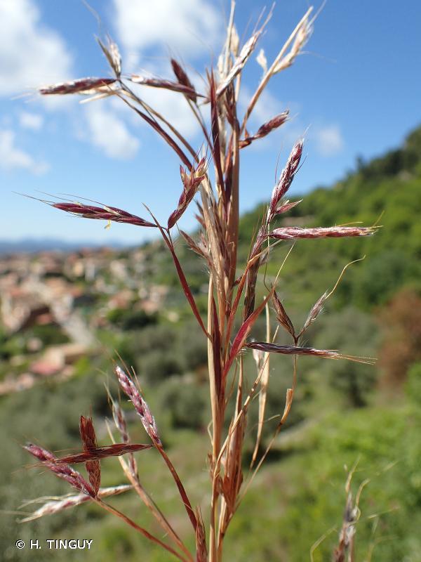 Common thatching grass (Hyparrhenia hirta) panicle