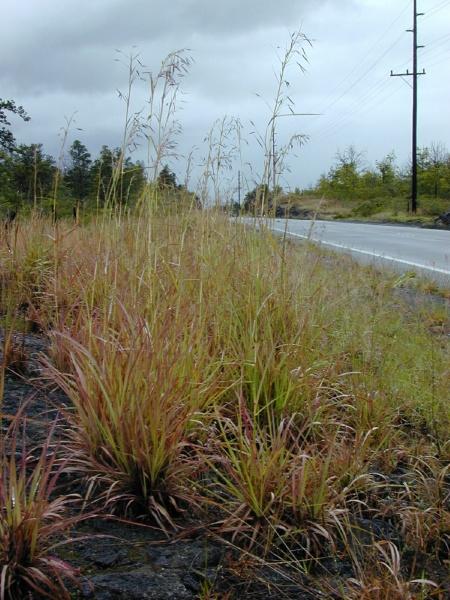 Jaragua (Hyparrhenia rufa), habit, Hawaii