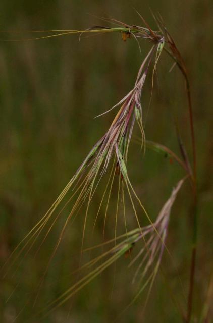 Yellow thatching grass (Hyperthelia dissoluta), seed-head, Zimbabwe