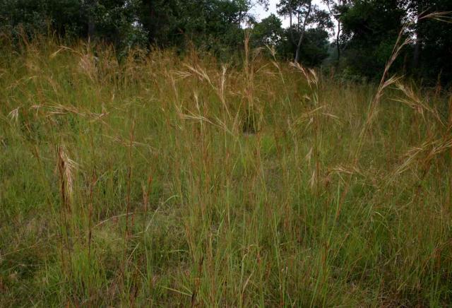 Yellow thatching grass (Hyperthelia dissoluta), habit, Zimbabwe