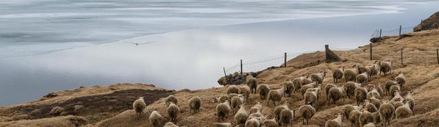 Sheep herd in Iceland