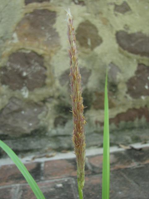 Imperata cylindrica, Vietnam