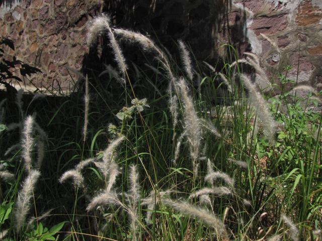 Imperata cylindrica, Vietnam