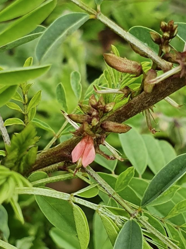 Bengal indigo (Indigofera arrecta) flower