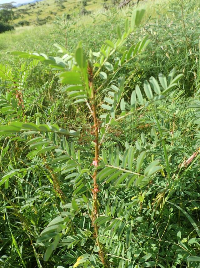 Bengal indigo (Indigofera arrecta) habit