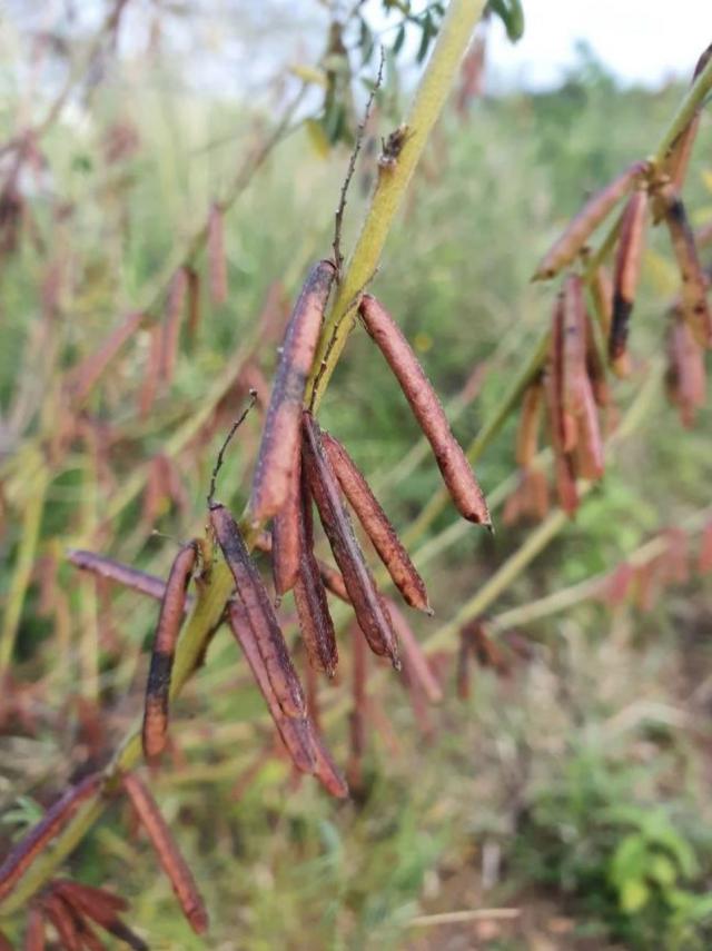 Bengal indigo (Indigofera arrecta) pods