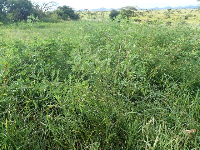 Bengal indigo (Indigofera arrecta) stand