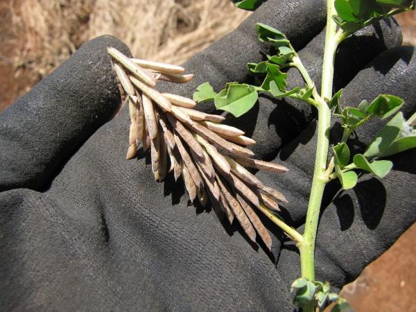 Creeping indigo (Indigofera spicata), pods, Maui, Hawaii, USA