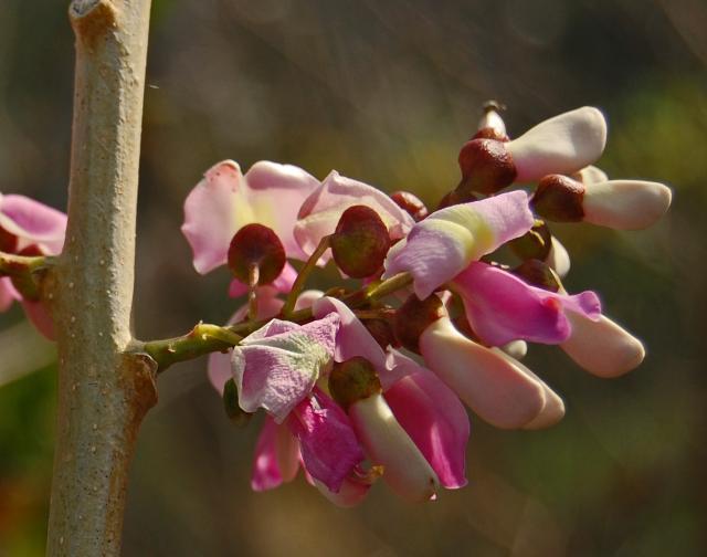 Inflorescence of Gliricidia Sepium in West Timor, Indonesia