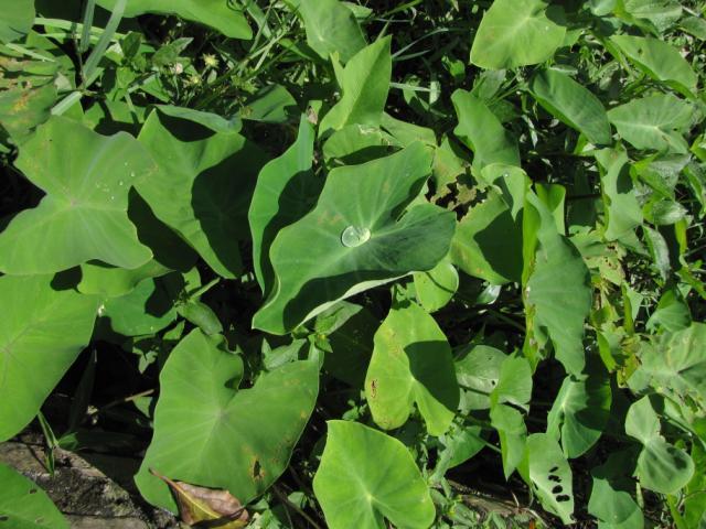 Sweet potato leaves, North Vietnam