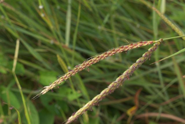 Centipede grass (Ischaemum timorense) inflorescence