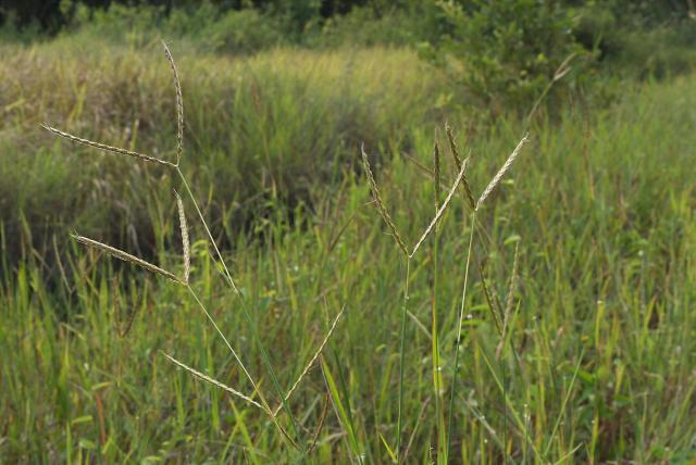 Centipede grass (Ischaemum timorense)