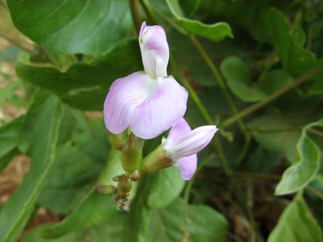 Jack bean flowers