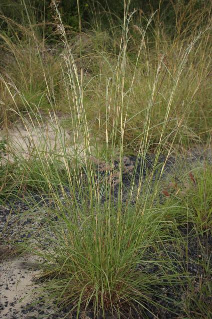 Jaragua (Hyparrhenia rufa)