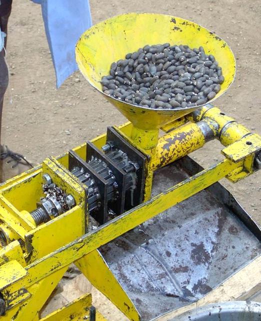 Jatropha (Jatropha curcas) seeds in press