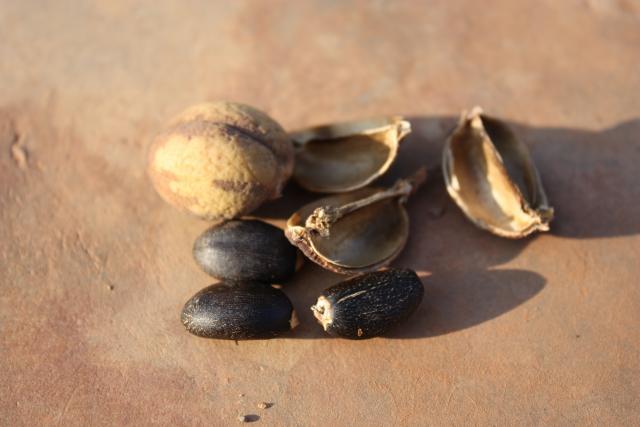 Jatropha (Jatropha curcas) fruit, husk and seeds