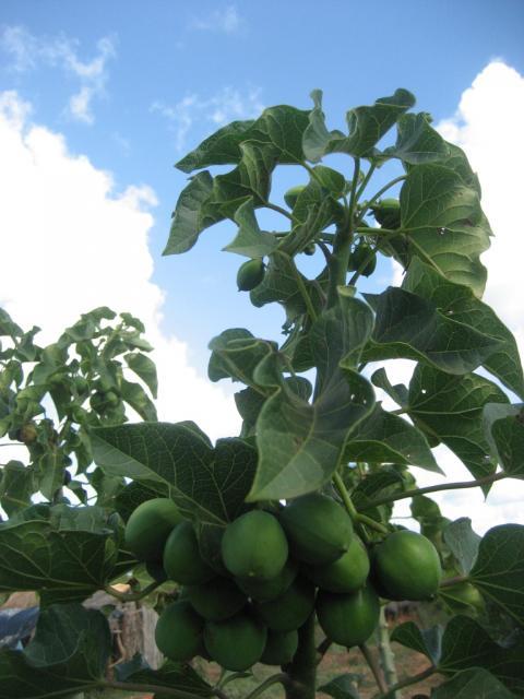 Jatropha (Jatropha curcas) habit, Mozambique