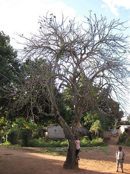 Jatropha (Jatropha curcas), old tree shedding its leaves, Mozambique