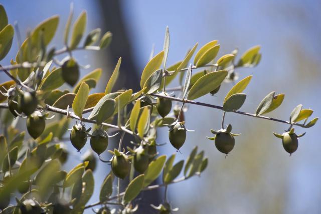 Jojoba (Simmondsia chinensis), foliage and fruits