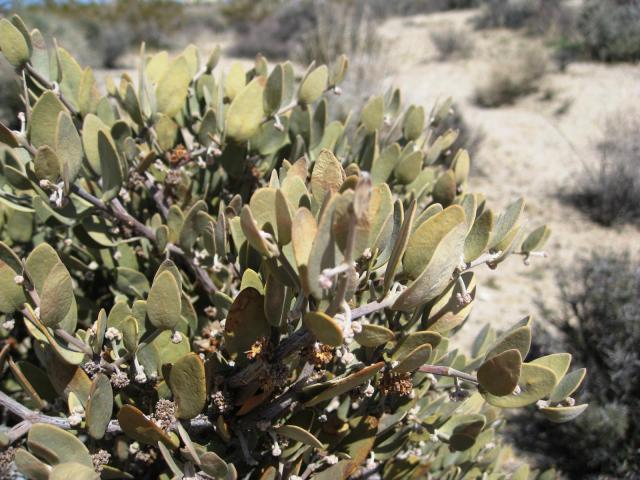 Jojoba (Simmondsia chinensis), leaves, USA