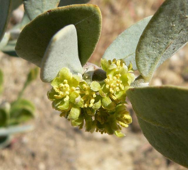 Jojoba (Simmondsia chinensis), male flower, California, USA
