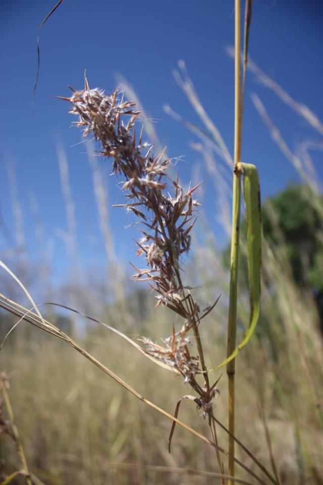 Kachi grass (Cymbopogon giganteus), inflorescence