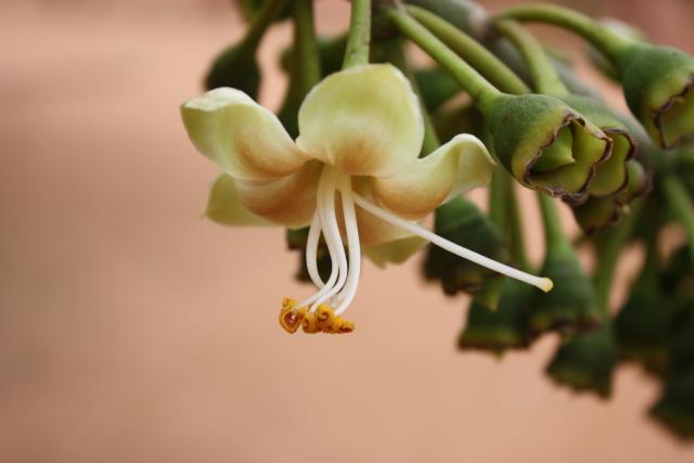 Flower of the kapok tree