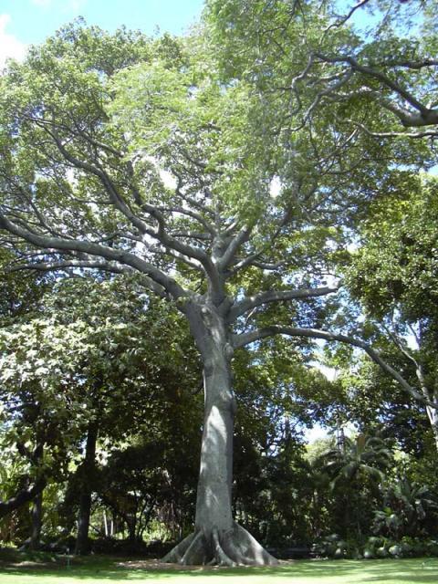 Kapok tree in Honolulu, Hawaï