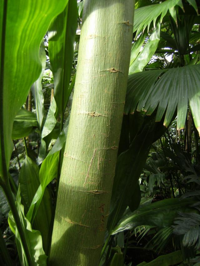 Kapok (Ceiba pentandra), trunk of a young tree, Kew Gardens, London
