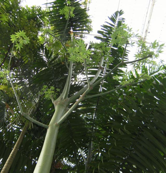 Kapok (Ceiba pentandra), young tree, Kew Gardens, London