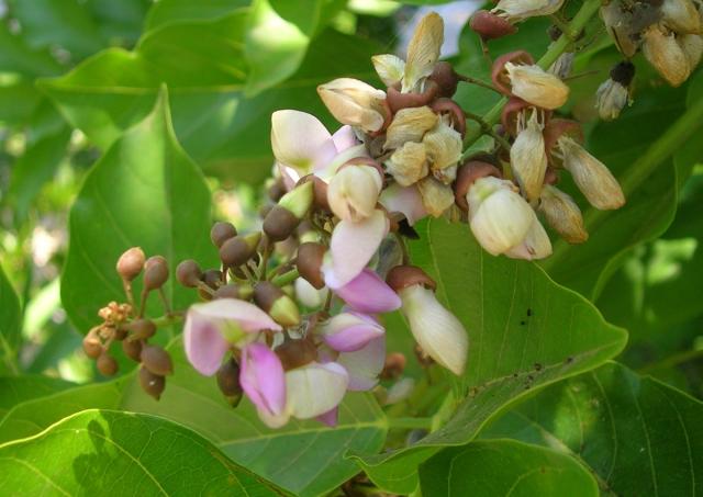 Karanja (Millettia pinnata), inflorescence