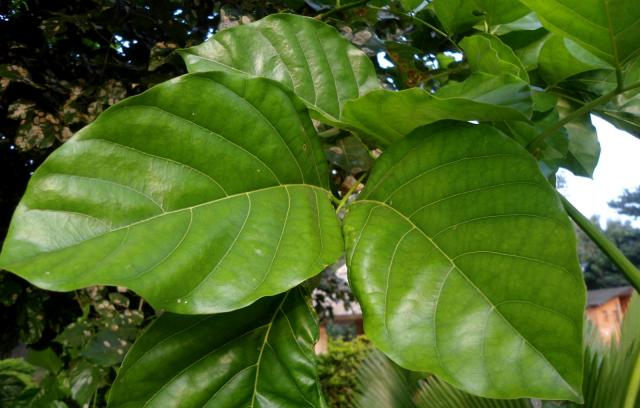 Karanja (Millettia pinnata), leaves