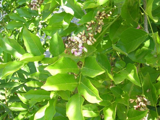 Karanja (Millettia pinnata), leaves and flowers