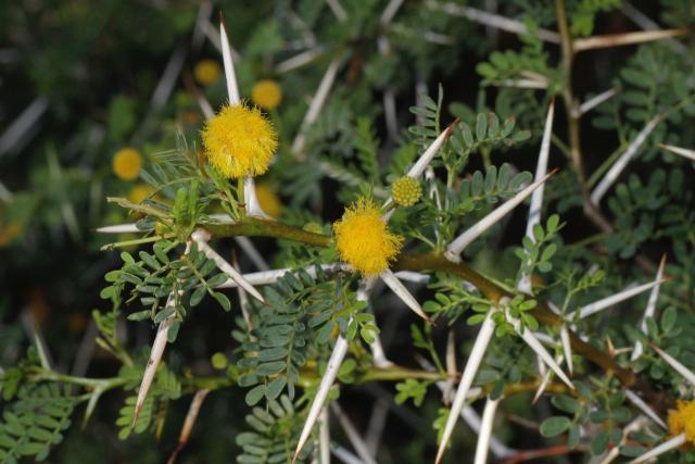 Sweet thorn (Acacia karroo) flower-heads, leaves, and conspicuous spines