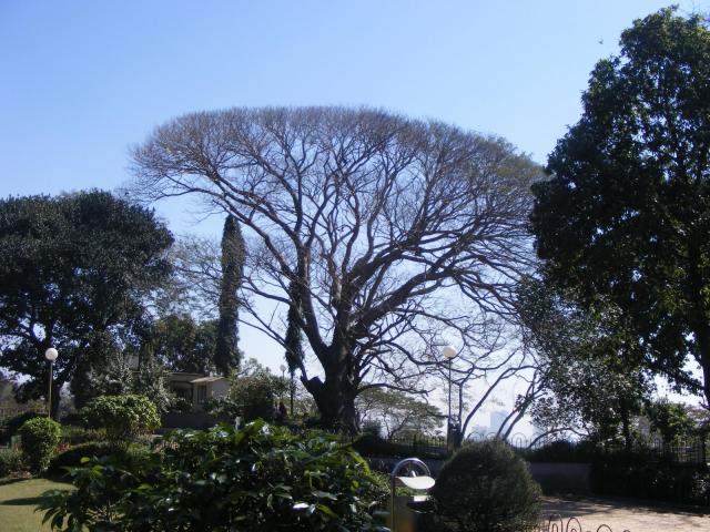 Albizia (Albizia amara), leafless tree habit