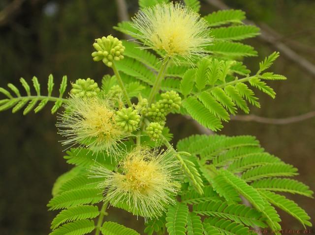 Albizia (Albizia amara), leaves and flowers