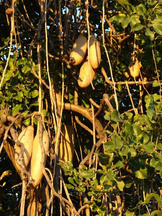 Kigelia Africana || Sausage Tree