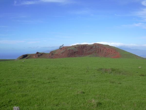 Kikuyu (Pennisetum clandestinum), general view, Hawaii