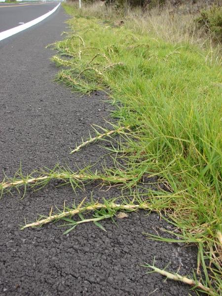 Kikuyu (Pennisetum clandestinum), runners, Hawaii