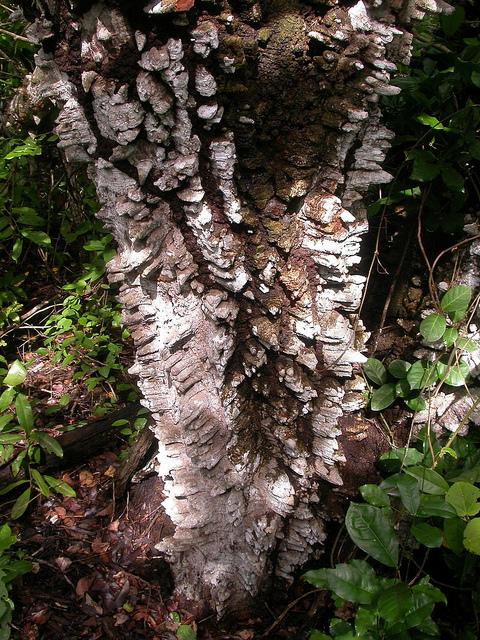 Knob wood (Zanthoxylum chalybeum), trunk