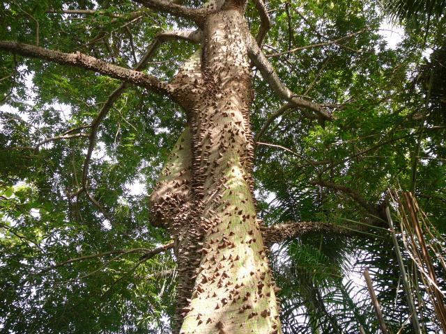 Kapok tree covered with spines