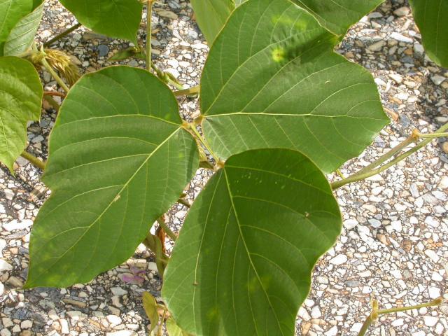 Kudzu leaves