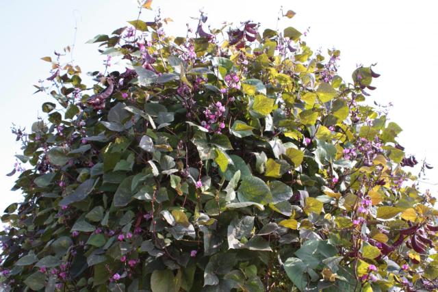 Lablab purpureus foliage