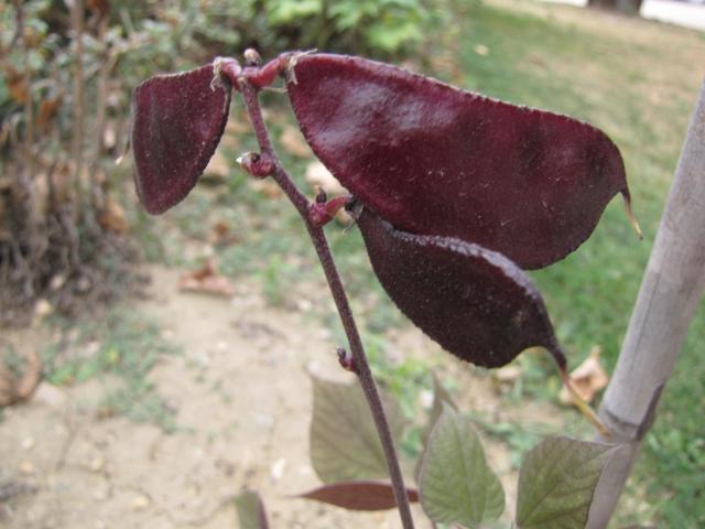 Lablab purpureus pods