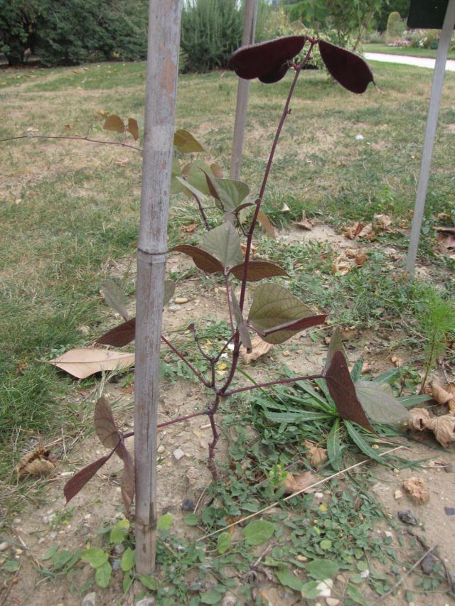 Lablab purpureus plant