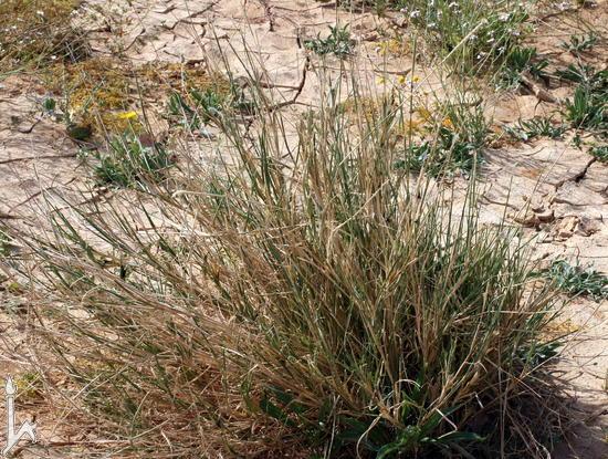 Sewan grass, Israël